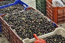 Olivenöl extra vergine aus eigener Herstellung