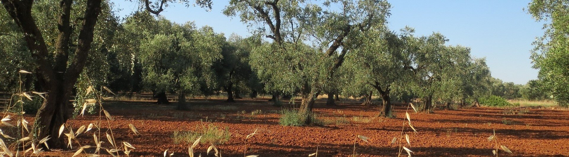 Olivenöl Lanzilotti kaltextrahiert 3l