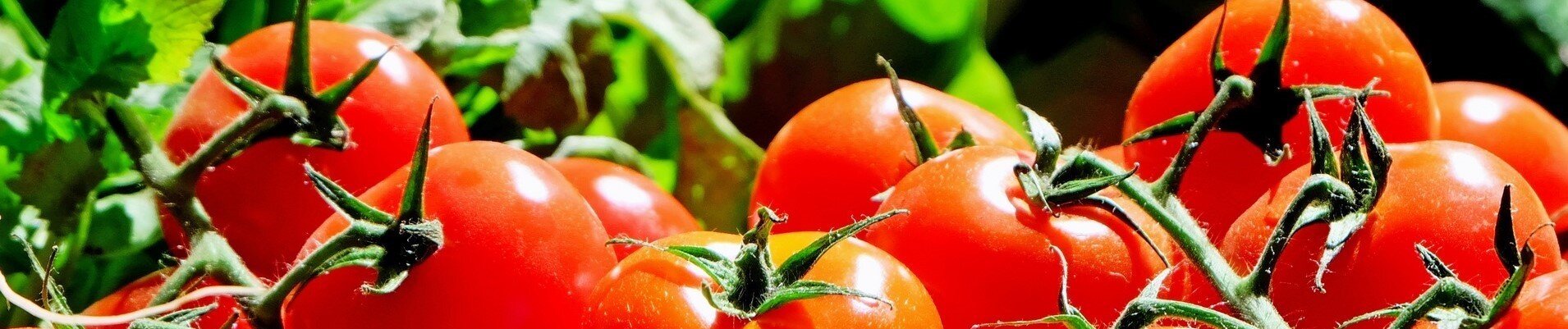 Tomaten