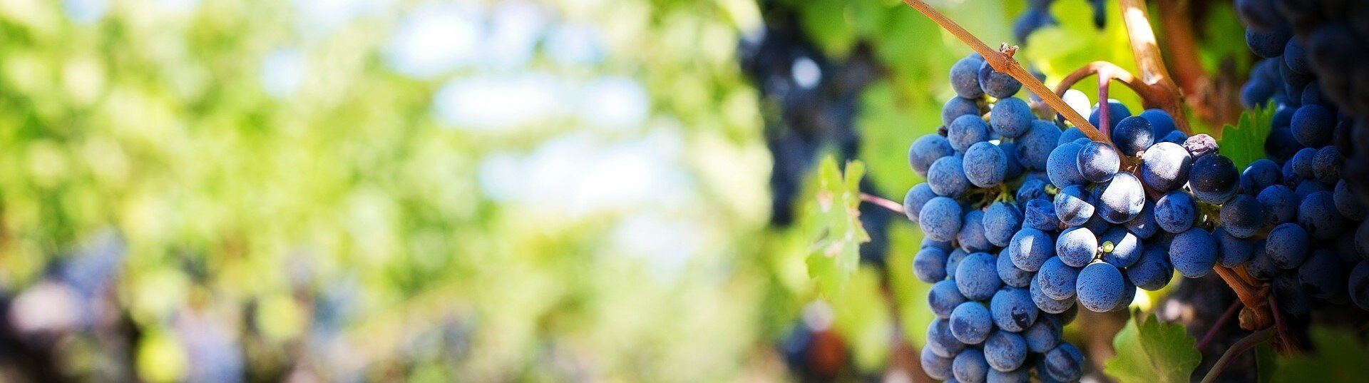 Il Grande Silenzio Montepulciano d' Abruzzo DOCG | Fosso Corno