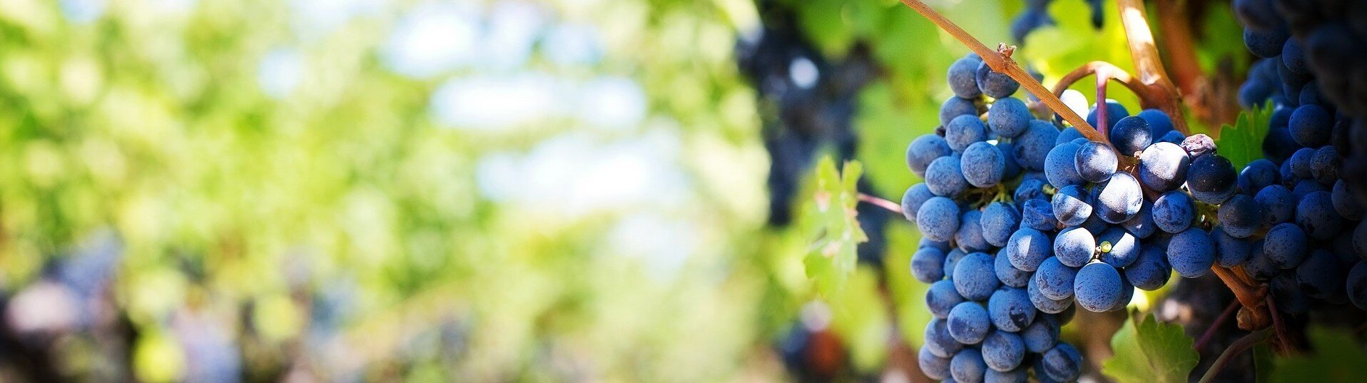 Grappa San Marzano Sessantanni Grappa San Marzano Sessantanni
